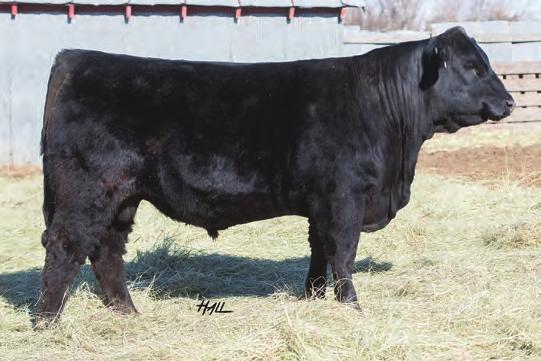 B&K BLACK BERTHA ABBY INFLUENCE B&K Black Bertha Abby Dam/Grandam of Lots 15-20 Every great herd sire is backed by a solid, proven, cow family.
