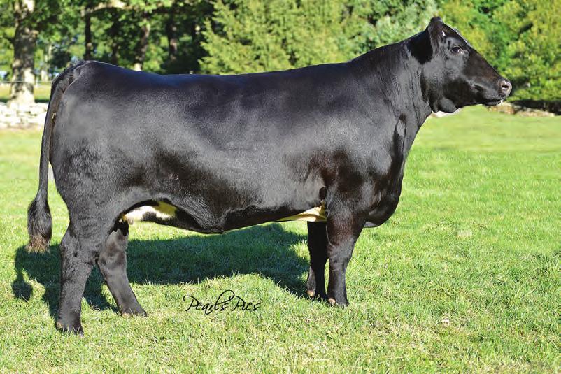 RP/MP RIGHT TO LOVE 015U INFLUENCE When we purchased this infamous donor back in 2008 at Louisville, I realized there was going to be a new beginning in the Simmental