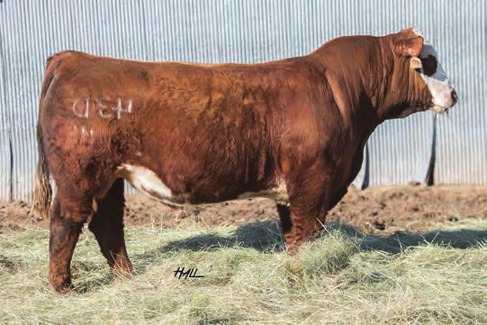 After Flushing 015U, I was left a storage bank of embryos that have helped reshape the industry in the show ring as well as producing major herd sires and donors for