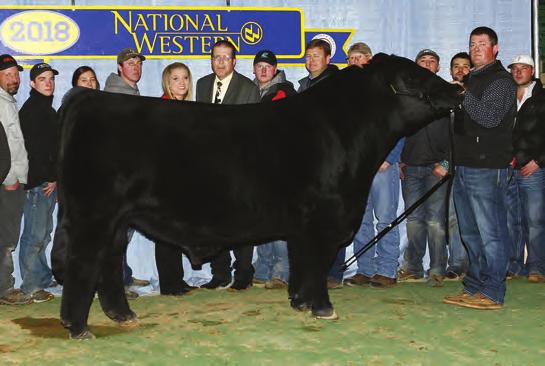 4 Lot 25 THSF Miss Lovely B57 is to begin the second chapter of her beginning after taking honors of making the top ten, at a competitive 2016 National Junior Show in Des Moines, Iowa for
