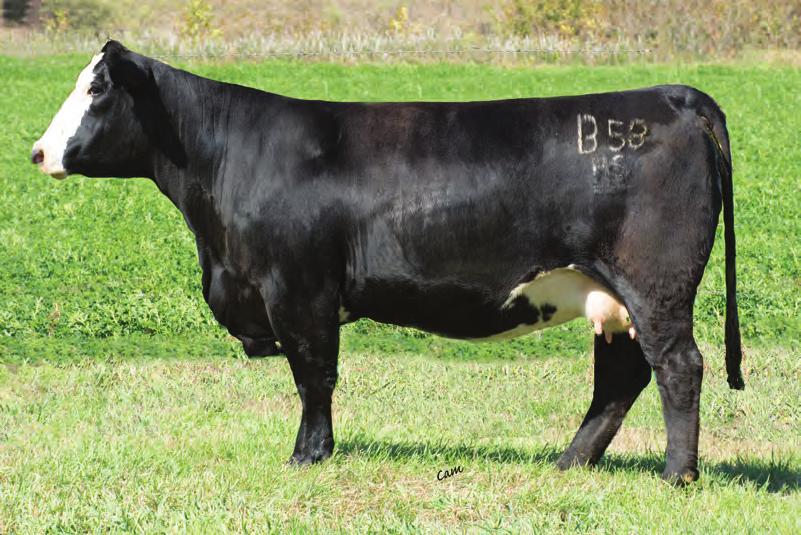 Power and muscle with calving ease bred in, have all been passed to her first natural son 60D. We lost his sire this past year, but has left us with a great set of replacements and sons.