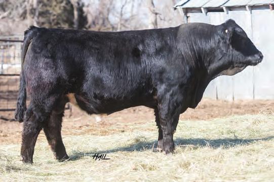 0 Here comes to you a powerful young herd sire packed full of red meat.