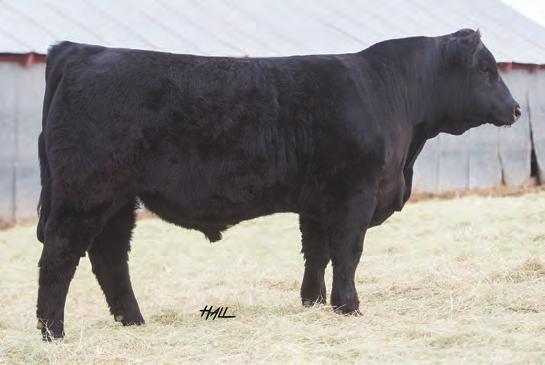 JS SHES SO FINE 14P INFLUENCE js SHES SO FINE 14P Dam of Lots 3-6, Grandam of Lot 7 Outcross genetics at their finest in this set of bulls!