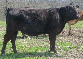 Consigned by Big Blue Braunvieh, DeWitt, NE H E I F E R S 41 WDL s Linda Lucinda Polled Halfblood Beef Builder Open Heifer Calved: 5/19/15 BC89062 Tattoo WDL C79 Adj. BW 78 lb.