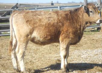 43 COMMERCIAL PAIR C O M M E R C I A L F E M A L E S 47 COMMERCIAL BRED HEIFER Unregistered Purebred Braunvieh cow with heifer calf at side born 1/4/16.