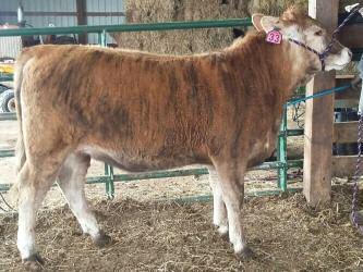 She was pasture exposed to our herd bull RCM Nitro B810 which is also homozygous polled, from 9/1/15 thru 11/30/15. 48 COMMERCIAL OPEN HEIFER Unregistered Open Heifer.