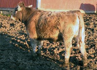 50 O P E N COMMERCIAL BRED HEIFER H E I F E R S 53 COMMERCIAL EXPOSED HEIFER Unregistered Bred Heifer, Ms DLT G460. Safe in calf to Mr HLJ Jack Daniels B410 (PB85243). She should calve Sept 1st.