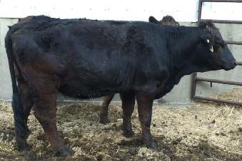 Safe in calf to Mr HLJ Jack Daniels B410 (PB85243). She should calve Sept 1st. This is a black female.