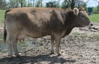 1 Bodine s Ms Y161 C O W- C A L F Horned Purebred Spring Calving Cow & Polled Bull Calf Calved: 4/15/11 PB76875 Tattoo RRBB Y161 Adj. BW 85 lb./ratio 101 205-day wt. 513 lb.