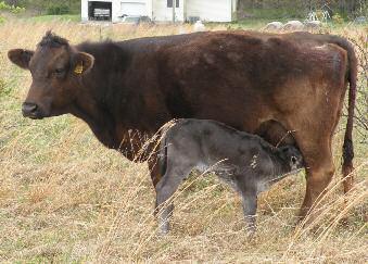 The bull calf sired by Wave came easy at calving and displays a great disposition like his sire and dam.