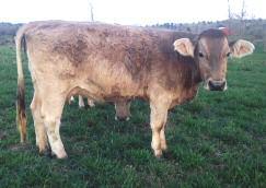 Bred to a purebred Charolais bull. Updated breeding status available sale day. Lot 5A, Halfblood Beef Builder heifer calf, calved 10/5/15, sired by Registered Limflex bull (NXM2048675).