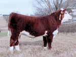 10 If you want a bull that is dark and long bodied that carries a lot of growth and size, but not sacrificing thickness, look no further than this Home Route son.