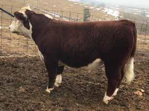 14 Lot 14 SMS Billy The Kid SMS BILLY THE KID {DLF,HYF,IEF} P43845551 Calved: Feb.