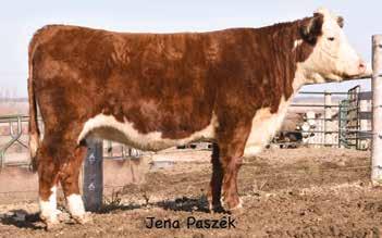 23 LHF 3S Fission Z220 Sire of Lot 23 SNLS HOT COUNTRY 159C P43605783 Calved: April 18, 2015 Tattoo: BE 159C GOLDEN-OAK FUSION 3S {DLF,HYF,IEF} GOLDEN-OAK 4J MAXIUM 28M {DLF,HYF,IEF} LHF 3S FISSION