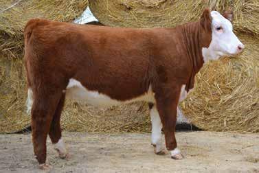 Junior Donation Heifer This year will feature a special Lot 1. All proceeds will go directly to the Wisconsin Junior Hereford Association.