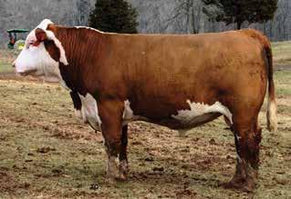 44; MARB 0.38 Lucky Luke was named by my dad. This bull makes his own luck. Check out his EPDs and packed pedigree. Oh by the way, he was the second highest indexing bull in his test group last fall.
