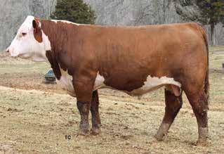4; WW 70; YW 108; MM 29; M&G 65; FAT 0.028; REA 1.17; MARB 0.33 Sired by KCF Bennett Revolution X51. His dam is the best cow we have ever had.