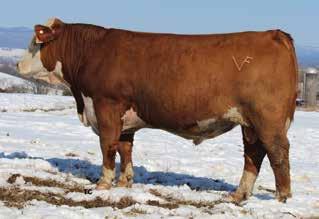 08 Consigned by Meadow Ridge Farm Inc., Doug and Melissa Harrison 540-896-5004 Lot 52 MRF Murphy 0220 A68 53 MRF MASTER 0220 A159 P43458913 Calved: Sept.