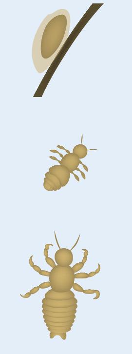 What Are Head Lice? Head lice are tiny, wingless insects that live close to the human scalp.