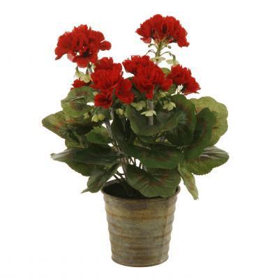 GERANIUM PLANT 12 (RED) P5320.RD $23.