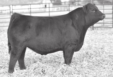 His first calf crop was very impressive, with above average performance and carcass scans along with a 96 ratio for.
