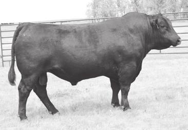 CLRS CHANCELLOR 080C & CLRS CONSTITUTION 311C Sons XXL EXPECTATION 108E CLRS Chancellor 080C (Sire of Lot 194) 197 BD: 3/8/17 ASA 3355443 Tattoo: 108E Homo.