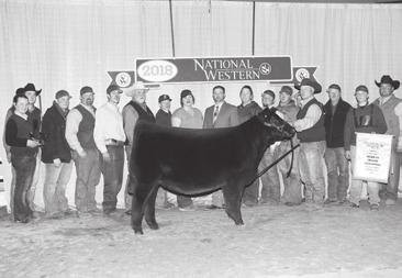 STRONG AGE Angus Bulls 287 S A V Bruiser 9164 AAA 16396531 EGL Deputy 6560 BD: 8/16/16 AAA 18756900 Tattoo: 6560 S A V Bismarck 5682 S A V Miss Bobbie 7463 S A V Pioneer 7301 Eagle Pass Pioneer 3023