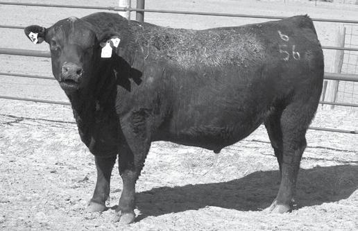 Two-Year-Old Bulls BM Weigh Up 56D 9056 54 AAA# 18675316 DOB 3/24/16 Tattoo 56D 56 Sitz Upward 307R Plattemere Weigh Up K360 Barbara of Plattemere 337 Boyd Next Day 6010