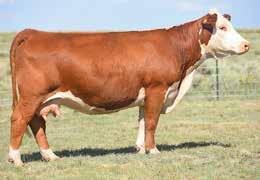 08 14 11 26 C&M New Mexico Lady 0010 - Dam of Lot 5 Lot 5 - PCC 0010 Hutton 6038 ET A thick-made Hutton son that will definitely catch your eye with his added look and balance.