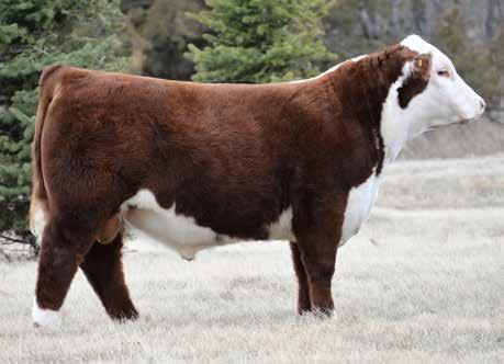 RJH NEW DIMENSION K40 JRR MISS STARBUCK 13K 1.6 3.5 62 102 30 61 3.3 1.13 1.16 1.6 0.032 0.59 0.13 24 20 31 Chosen One s are the type of calves you love from the beginning.