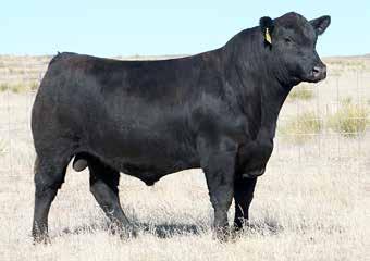 GO MS IMPROVEMENT 260R CED BW WW YW MILK CEM 11-0.2 57 94 27 13 Leading off the Angus division is this outstanding two-year-old bull; and he is an eye catcher!