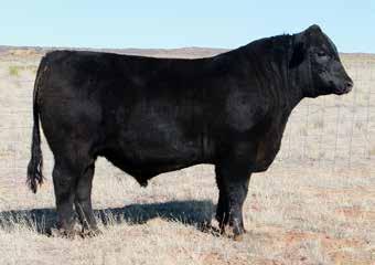 MB JOANIE 8E8 1627 CED BW WW YW MILK CEM 2.5 1.3 57 98 25 5 Perhaps the highest performing, most rugged designed bull in the offering.