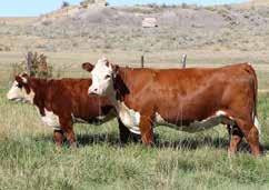 03 24 19 33 Owned with Upstream Ranch (Taylor, NE) and NJW Polled Herefords (Sheridan, WY) Semen: $40/unit Certs: $100/Cert BW 91H 100W RITA 79Z ET Mighty, the 2017 Denver