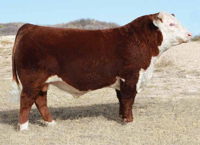 Lot 1 - PCC 1042 Hutton 5118 5118 is our lead off bull. He models what we strive to raise in our herd.