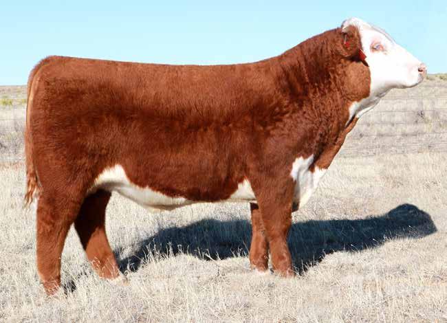 Lot 3 - PCC 0222X Hutton 6014 ET A true herd bull with real calving ease. Excellent maternal strength behind this bull and one we have a lot of confidence in.