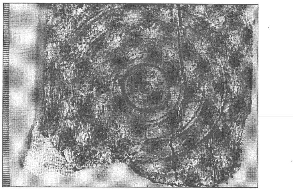 Figure 3: Ivory plaque carved with concentric rings around a metal stud: chamber B,Tomb of the