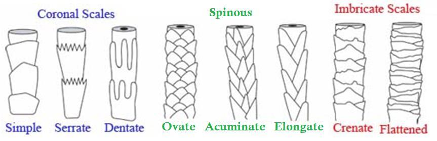 Types of Cuticle Scales There are three basic scale structures that make up the cuticle coronal