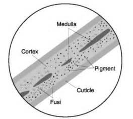 Medulla The medulla is a central core of cells that may be present in the hair.