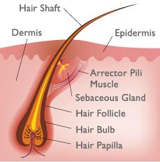 Hair Follicle Hair bulb Base of each hair follicle Has a indention hair papilla Hair papilla Peg of connective tissue containing