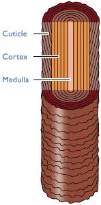Hair Parts Cortex Bulky layer surrounding the medulla.