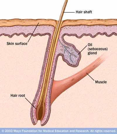 Hair - Muscle Arrector pili raiser of hair