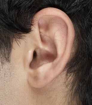Sweat Glands - Ceruminous Modified sweat gland Makes ear wax Function