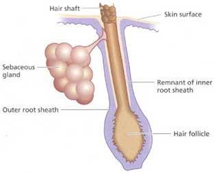 Sebaceous Glands Sebum is secreted into hair follicles and helps to keep the hair and skin soft, pliable, and