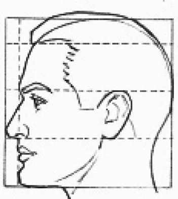 The ideal facial proportions are demonstrated in this photograph.