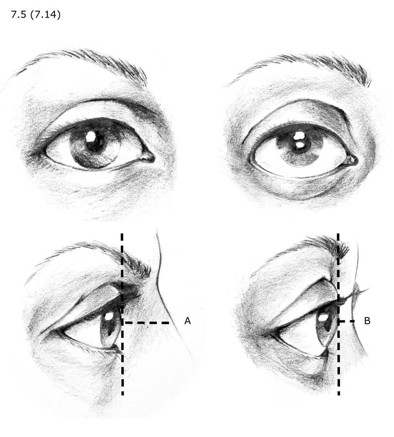 7.8 (7.9) Illustration 7.8 (7.9) shows the anterior (forward) projection of the eyes.