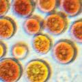 Polysiphonia Lanosared algae extract Haematococcus Pluvialisalgae extract NEW GENERATION UVA/UVB Filters Anti-UV > 2 UVB filters