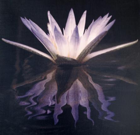 Cy DeCosse Flowers of Legends and Myth: Blue Lotus