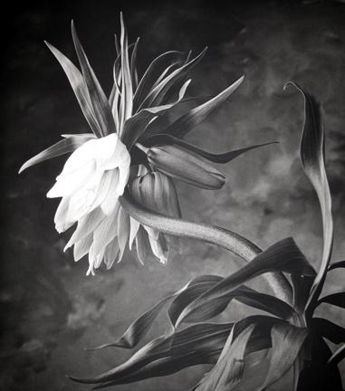 Cy DeCosse Fritillaria, 1999, 21.