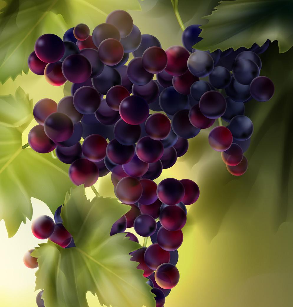 From the Region Alternative Treatments Hildegard von Bingen raved already about the grapes, the oils and the good wine, as means which can help preserve the youth and beauty.