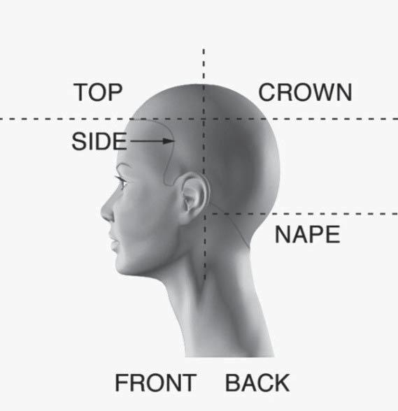 This area can be located by taking horizontal par ng across the back of the head at occipital bone. Back- This area is located by par ng from the apex to the back of the ear.
